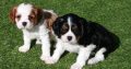 Cavalier King Charles Puppies