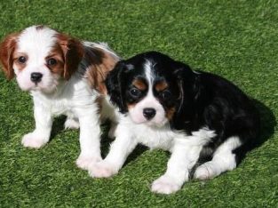 Cavalier King Charles Puppies