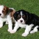 Cavalier King Charles Puppies