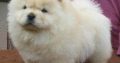 Chow Chow Puppies