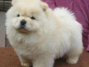 Chow Chow Puppies