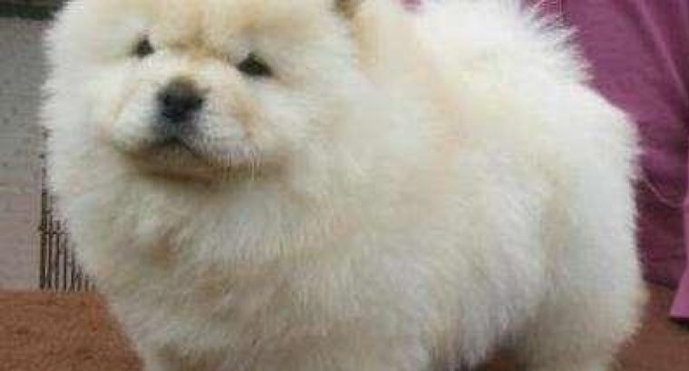 Chow Chow Puppies
