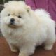 Chow Chow Puppies