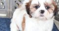 Shih Tzu puppies