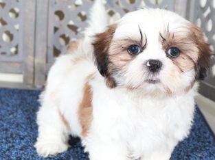 Shih Tzu puppies