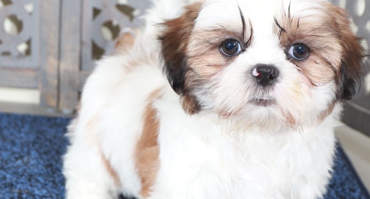 Shih Tzu puppies