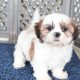 Shih Tzu puppies