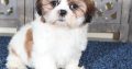 Shih Tzu puppies