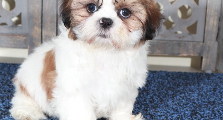 Shih Tzu puppies
