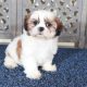 Shih Tzu puppies
