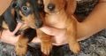 Miniature Dachshund puppies