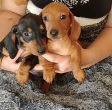 Miniature Dachshund puppies