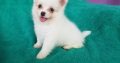 Pomeranian Puppies