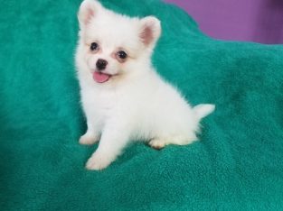 Pomeranian Puppies