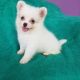 Pomeranian Puppies