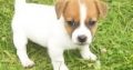 Jack Russell Puppies