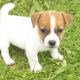 Jack Russell Puppies