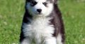 Gorgeous Blue Eyes Husky puppies