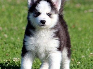 Gorgeous Blue Eyes Husky puppies