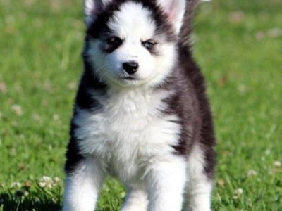 Gorgeous Blue Eyes Husky puppies