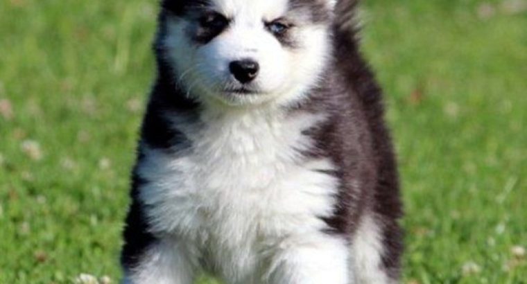 Gorgeous Blue Eyes Husky puppies