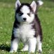 Gorgeous Blue Eyes Husky puppies