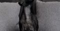 SMALL HOUSE PETS ITALIAN GREYHOUND Γ°ΕΈββ