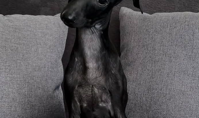 SMALL HOUSE PETS ITALIAN GREYHOUND Γ°ΕΈββ