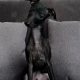 SMALL HOUSE PETS ITALIAN GREYHOUND Γ°ΕΈββ