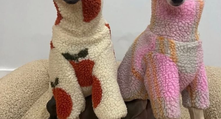 SMALL HOUSE PETS ITALIAN GREYHOUND Γ°ΕΈββ