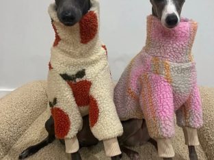 SMALL HOUSE PETS ITALIAN GREYHOUND ðŸ’—