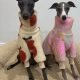 SMALL HOUSE PETS ITALIAN GREYHOUND Γ°ΕΈββ