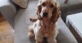 Cocker Spaniel Puppy in Mounthrath – Playful & Affectionate