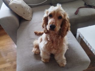 Beautiful show cocker spaniel puppy