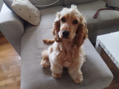 Cocker Spaniel Puppy in Mounthrath – Playful & Affectionate