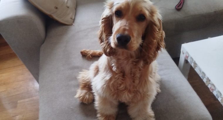 Cocker Spaniel Puppy in Mounthrath – Playful & Affectionate