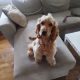 Cocker Spaniel Puppy in Mounthrath – Playful & Affectionate