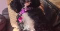 Toy Poodle Puppy