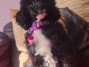 Toy Poodle Puppy