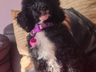 Toy Poodle Puppy