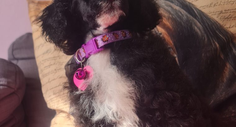 Toy Poodle Puppy