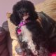 Toy Poodle Puppy