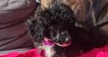 Toy Poodle Puppy