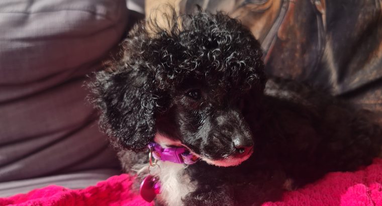 Toy Poodle Puppy