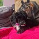 Toy Poodle Puppy