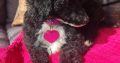 Toy Poodle Puppy