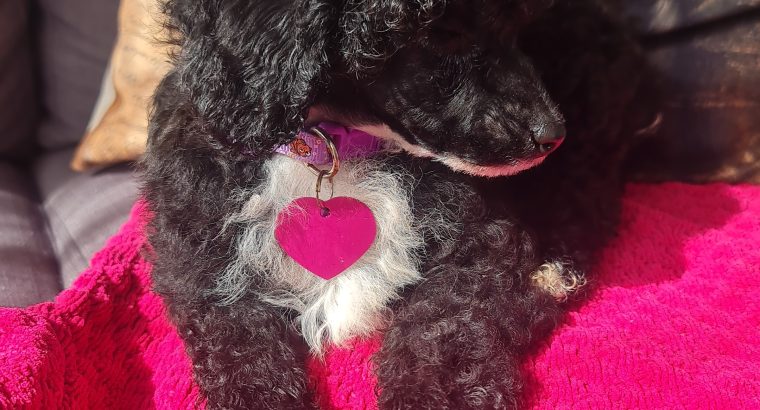 Toy Poodle Puppy