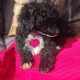 Toy Poodle Puppy