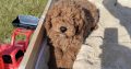 Red Miniature Poodles