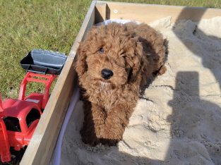 Red Miniature Poodles